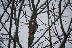 Dendrocopos leucotos