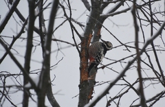 Dendrocopos leucotos