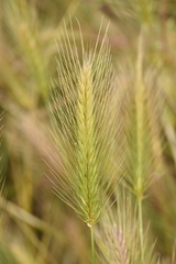 Hordeum geniculatum