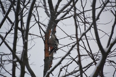 Dendrocopos leucotos