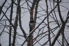 Dendrocopos leucotos