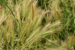 Hordeum geniculatum