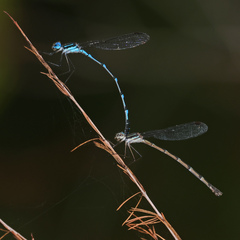 Austrolestes minjerriba