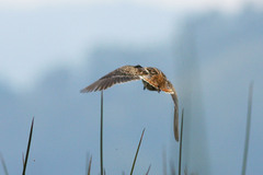 Gallinago nobilis