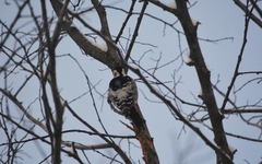 Dendrocopos leucotos