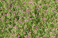 Trifolium resupinatum