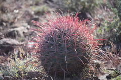 Ferocactus gracilis