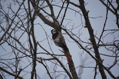 Dendrocopos leucotos