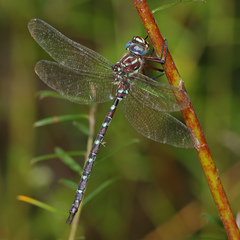 Austroaeschna cooloola