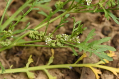 Lepidium coronopus