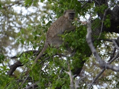 Chlorocebus cynosuros