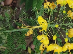 Caesalpinia pulcherrima flava