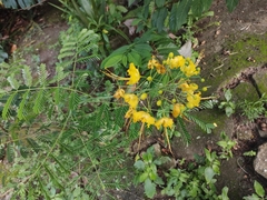 Caesalpinia pulcherrima flava