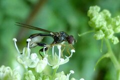 Sphegina