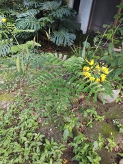 Caesalpinia pulcherrima flava