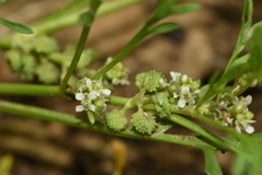 Lepidium coronopus
