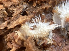 Polycephalomyces tomentosus