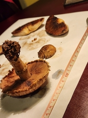 Pholiota