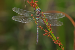 Austroaeschna cooloola