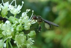 Sphegina