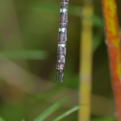 Austroaeschna cooloola