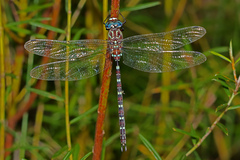 Austroaeschna cooloola