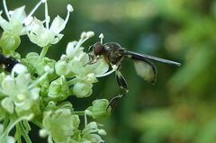Sphegina