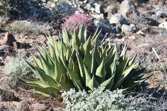 Agave deserti