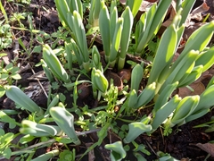 Galanthus