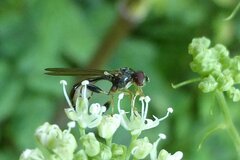 Sphegina