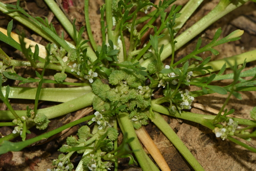 greater swinecress (Coronopus squamatus)