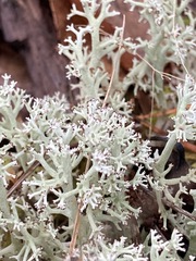 Cladonia arbuscula mitis