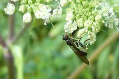 Sphegina