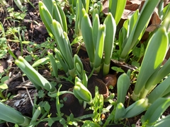 Galanthus