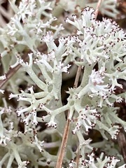 Cladonia arbuscula mitis