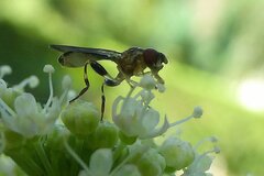 Sphegina