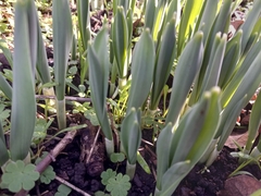Galanthus