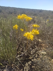 Tylecodon cacalioides