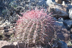 Ferocactus gracilis