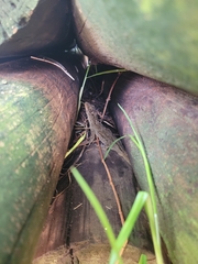 Hoplodactylus duvaucelii