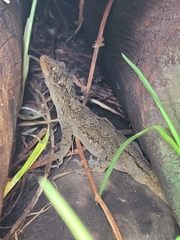 Hoplodactylus duvaucelii
