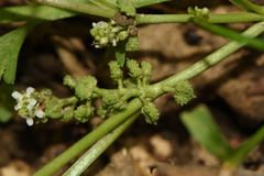 Lepidium coronopus