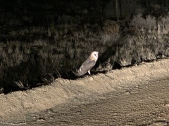 Tyto alba poensis
