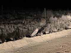 Tyto alba poensis