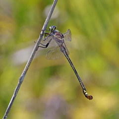 Petalura litorea