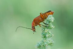 Rhagonycha