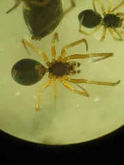 Agyneta simplicitarsis