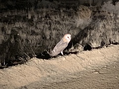 Tyto alba poensis