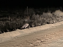 Tyto alba poensis