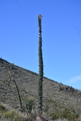 Fouquieria columnaris